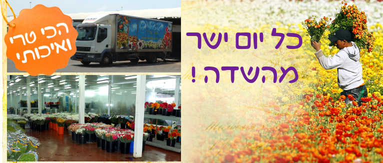 משלוחי פרחים הכי טריים ואיכותיים בתל אביב והמרכז