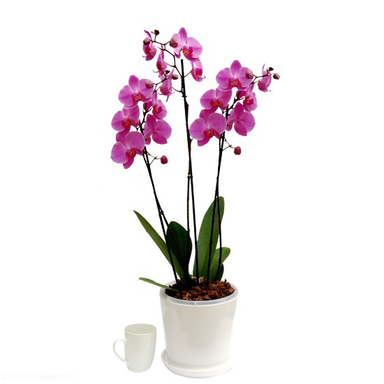 Pink/Purple Orchid